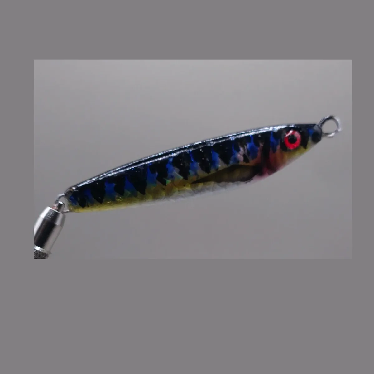 Sardine — Blue Ambassador